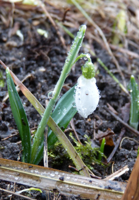 2018-01-26 Galanthus 'Diggory'.jpg