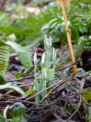 2018-01-26 Galanthus elwesii.jpg