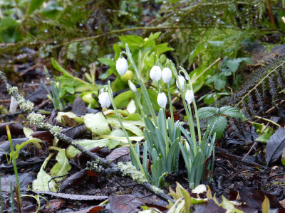 2018-01-26 Galanthus 'Hippolyta'.jpg