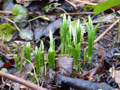2018-01-26 Galanthus woronowii.jpg