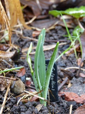 2018-01-26 Galanthus 'Richard Ayres'.jpg