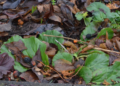 Bergenia-BabyDoll.18-1.jpg