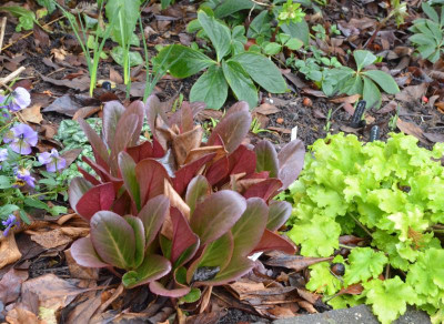 Bergenia_purpurascens.Wintermärchen.18-1.jpg