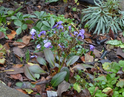 Bergenia-DragonflyAngelKiss.18-1.jpg