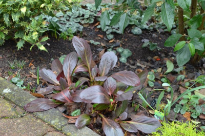 Bergenia-PinkDragonfly.18-2.jpg