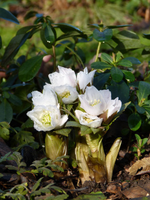 2018-01-27 Helleborus thibetanus.jpg