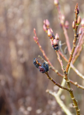 2018-01-27 Salix melanostachys.jpg
