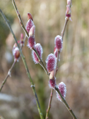 2018-01-27 Salix 'Mount Asama'.jpg