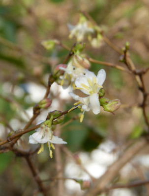 2018-01-27 Lonicera fragrantissima 1.jpg