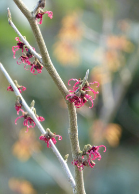 2018-01-27 Hamamelis 'Birgit'.jpg