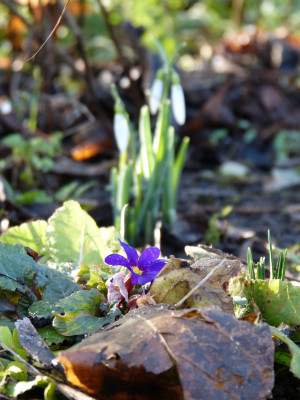 2018-01-27 Gartenimpressionen 1.jpg