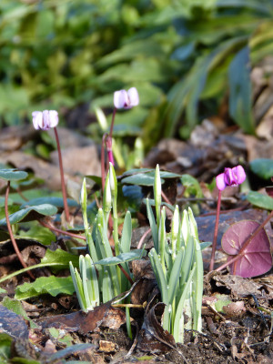 2018-01-27 Gartenimpressionen 3.jpg
