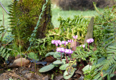 2018-01-27 Gartenimpressionen 4.jpg