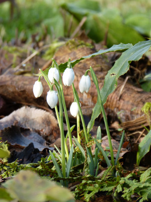 2018-01-27 Gartenimpressionen 7.jpg