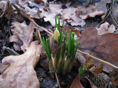 IMG_1769_Krokus_27Jan2018_.jpg