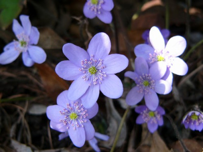 Garten_159.jpg