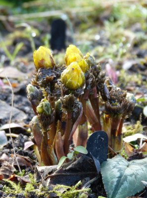 2018-01-27 Adonis 'Fukujukai' (A. amurensis hort.).jpg