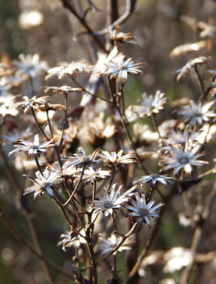 2018-01-27 Gartenimpressionen 2.jpg