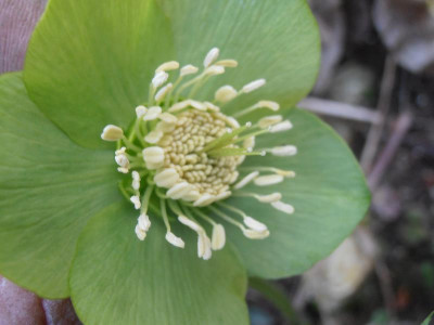Helleborus_dumetorum (5).jpg