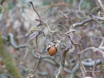 2018-01-28 Corylus avellana 'Red Majestic'.jpg