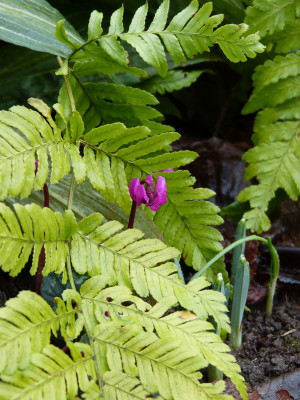 2018-01-28 Cyclamen coum 'Marianne'.jpg