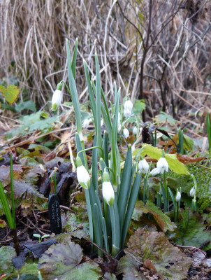 2018-01-28 Galanthus 'Warei'.jpg