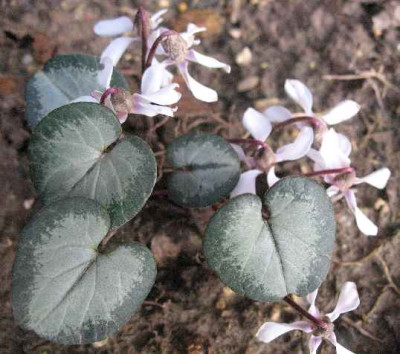 23.2.07._Cyclamen_014.JPG