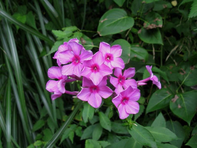 Slg Weigelia.JPG