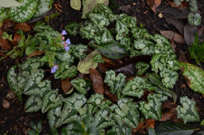 Cyclamen_hederifolium-WildeSchwestern.16-1.jpg