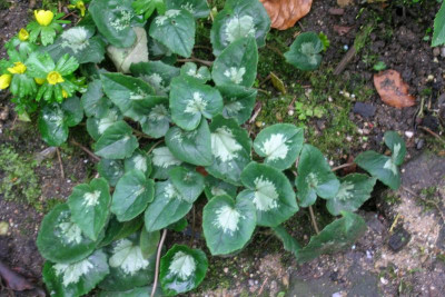 DSCN0223.JPG