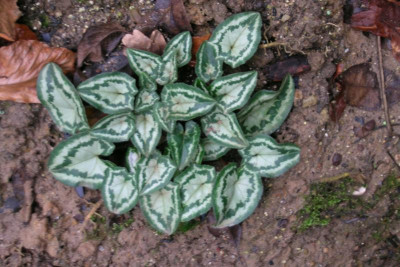 DSCN0237.JPG