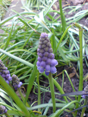 traubenhyazinthe1.JPG
