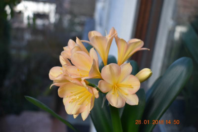 Blüten Jan 18 002.JPG
