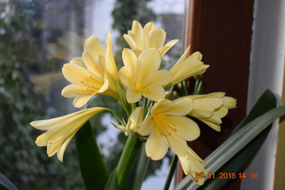 Blüten Jan 18 004.JPG