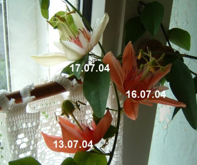 passiflora_aurantia_180704_edit.jpg