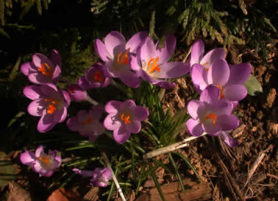 DSCN1954_Krokus_.jpg