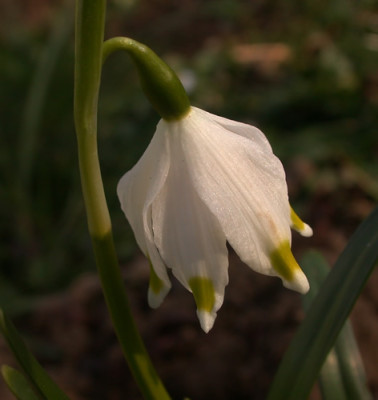 DSCN2007_Marzenglockchen_.jpg