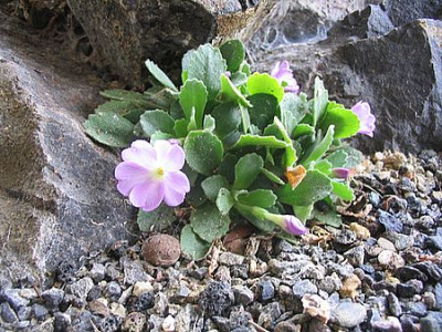 Primula_allionii_fars_2007.jpg