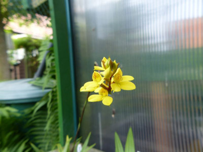 P1000393a.jpg