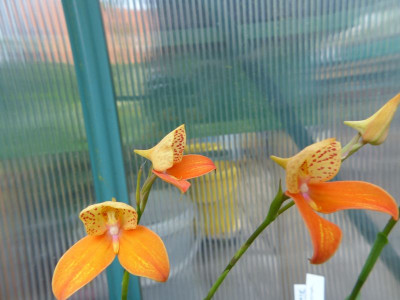 P1000396a.jpg