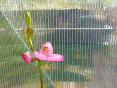 P1000531a.jpg
