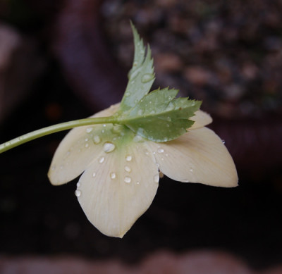Helleborus_Tropfen_0020__0044.jpg