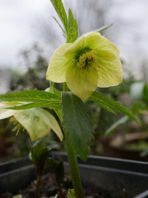 helleborus-multifidusxhybridus_gelb.JPG