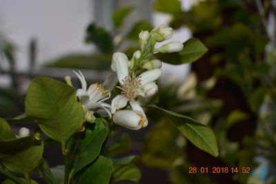 Blüten Jan 18 006.JPG