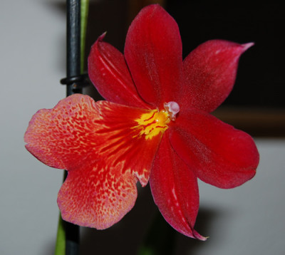 Cambria_Makro_0010__0010.jpg