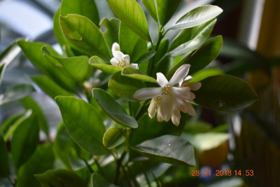Blüten Jan 18 008.JPG