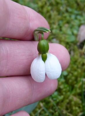 2018-01-29 Galanthus elwesii.jpg