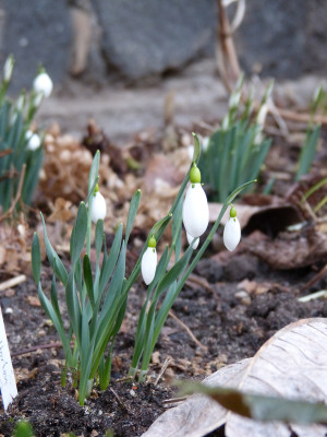 2018-01-29 Galanthus gracilis 'Vic Horton'.jpg
