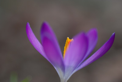 Krokus-Original-gespiegelt.jpg