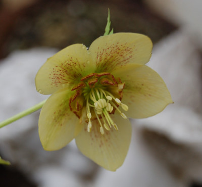 Helleborus_Neu__0052.jpg